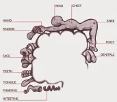 Brain-changes.webp