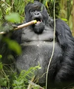 kafayi-bulan-goril,2,con.webp