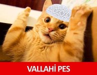 images (1).jpeg