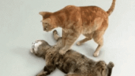 IMG_2273.gif