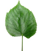1586162932542.png