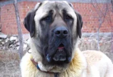 kangal.webp