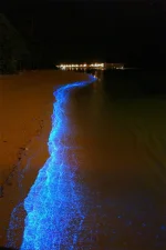 A Maldives Beach Awash in Bioluminescent Phytoplankton Looks Like an Ocean of Stars.webp