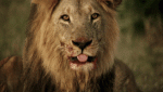 lion.gif