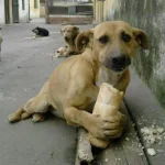 ekmek yiyen köpek.webp