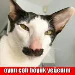 oyun-cok-boyuk-deyip-hiyar-kuyruguna-girmek_1812076.webp