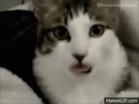 LivelyOilyBooby-size_restricted.gif
