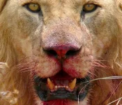bloodyface.lion_.dena_.435.skew_.apr07.webp