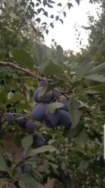Screenshot_20200816-193908_Gallery.webp