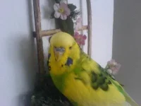 dsc00041.webp