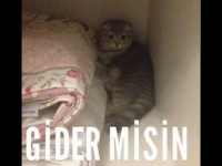 1600118603581.png