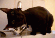 tumblr_mglzdoLm2p1s2gg27o1_250.gif