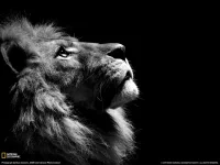 National-Geographic-Black-and-White-Lion.webp