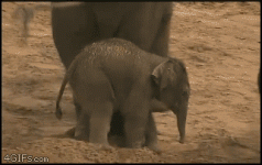 1679.gif