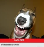 40566.webp