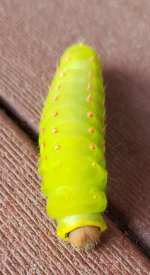 20201110_182602.jpg