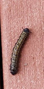 20201111_113607.jpg