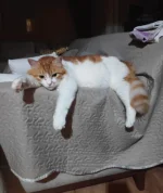 1607371013409.png