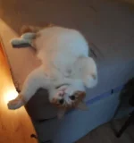 1607371032886.png