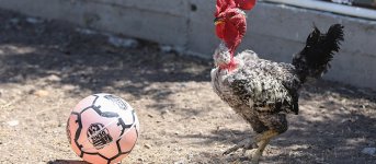 d20haber_denizli_horozu_futbol_ic.jpg